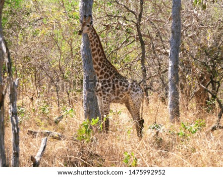 giraffe in the wildlife by day