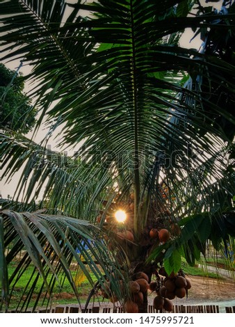 This picture show a sun already down and then between of coconut tree. 