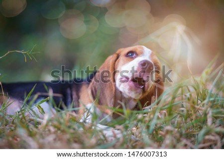 A cute beagle puppy lying on the grass outdoor in the park.                  