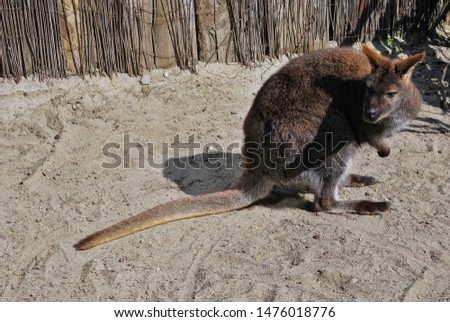 A small kangaroo at the zoo.