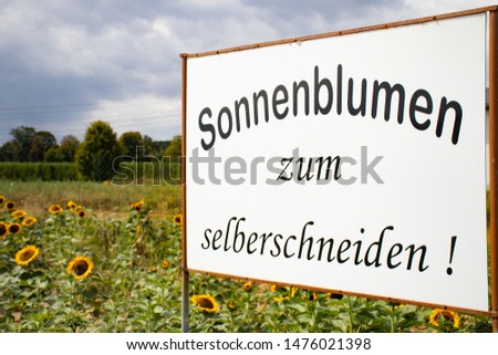 Sign sunflowers for sale and for self-cutting, field with sunflowers