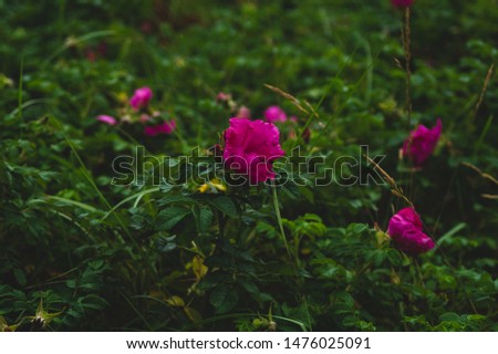 Purple flowers in green foliage nature background