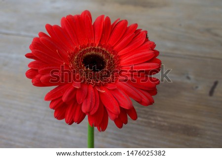 
Red Gerbera daisy flower on wooden table with vintage tone. Copy space