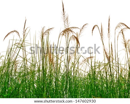 reeds of grass isolated on white background Royalty-Free Stock Photo #147602930