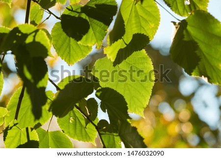 Leaves of a linden tree in summer in backlight                            