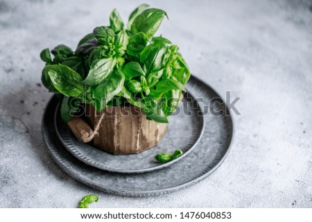 Fresh basil on a stone background. Green basil. Food background. Basil plant for healthy cooking