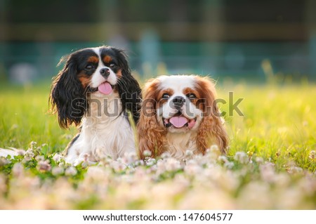 Two spaniels on a summer outing Royalty-Free Stock Photo #147604577