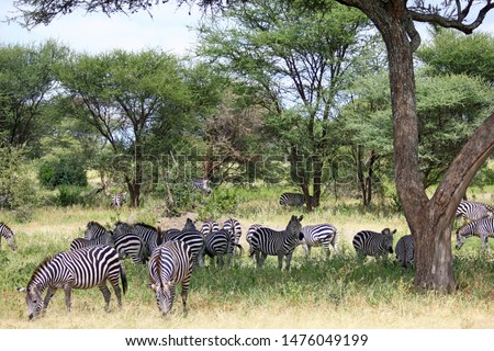 Herd of zebras grazing in Africa