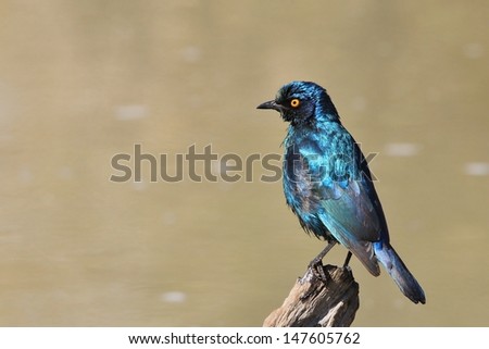Starling, Glossy - Wild Birds from Africa - Posing for a picture of glossy blue and purple.  Photographed in Namibia. 