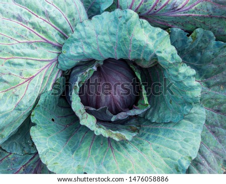 top view on red cabbage head in a self sufficient organic garden