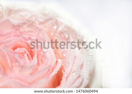 Beautiful old rose on white background, blur background, blur , drop, pink rose. Pink rose close up with water drops