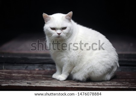 horizontal close up photography of a white fat british cat sitting on a dark wooden step, outdoors on a sunny summer day in POland, Europe