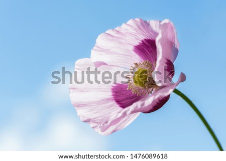 close up of poppy flower over blue sky