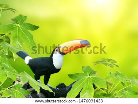Beautiful colorful toucan bird (Ramphastidae) on a branch in a rainforest. On blurred background of green color