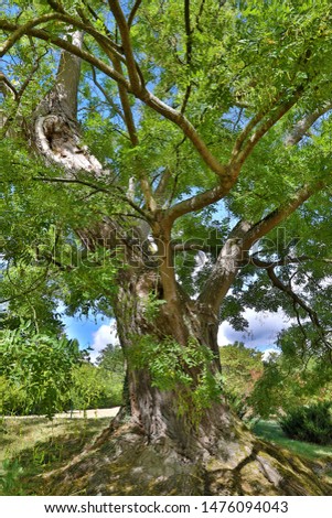 HDR photography of and old tree, taken in a summer day in France. 