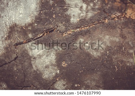 Old wood background, texture of bark wood use as natural background
