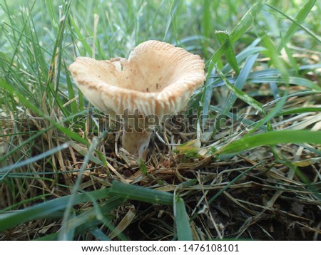 pictures of mushrooms growing in the wild.