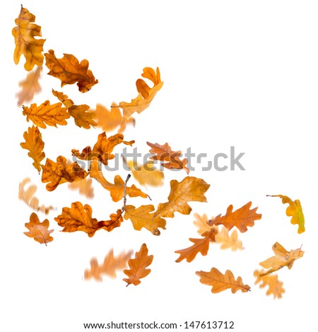 Oak autumn falling leaves, isolated on white background.