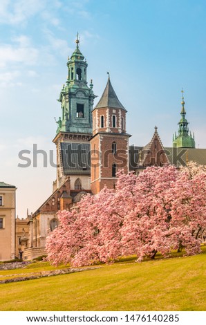 Wawel cathedral and castle with blooming magnolia tree, spring, Krakow, Poland