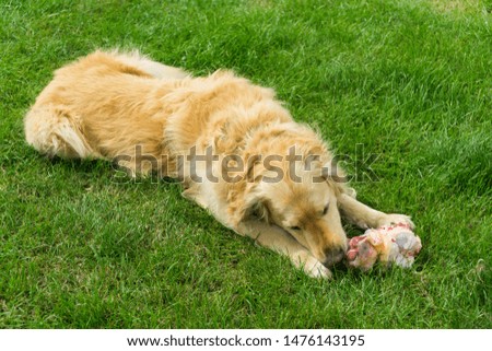 Golden Retriever dog out in the countryside during the summertime