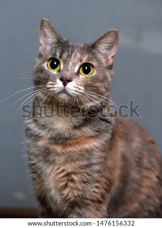 beautiful gray with red cat portrait