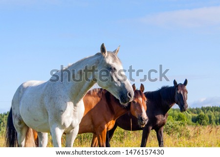 three stallions - white, brown and black sheep grazes in a green meadow under a cloudy sky