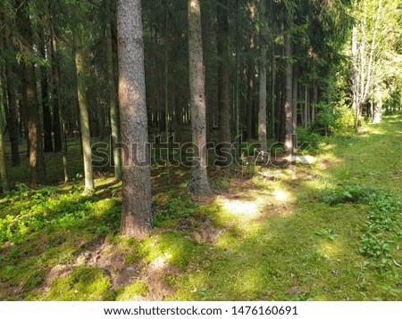 Inside view of forrest during summer with trees grass and leafs.