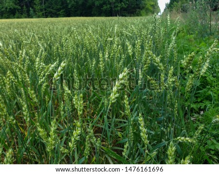 Closeup of summer fields of green crops grass near the forest. Grains, wheat field. Agriculture