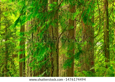 a picture of an exterior Pacific Northwest forest with Douglas fir trees