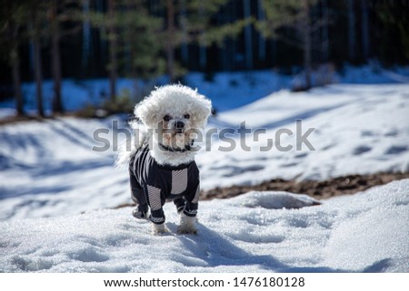 Little bichon frise dog with his new jacket in the cold and snowy finish winter.