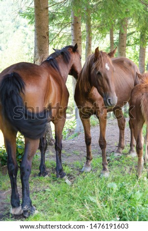 Family of brown domestic horses pasturing outdoors in the cool shadow of forest trees with a green natural background