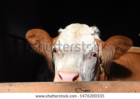 A cow looks over a wooden fence on a sunny day - on a farm with cowshed, a cow stands by the window and looks out