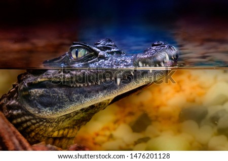 Crocodile with mouth closed in the water