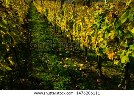 beautiful yellow grape leaves at october vineyard