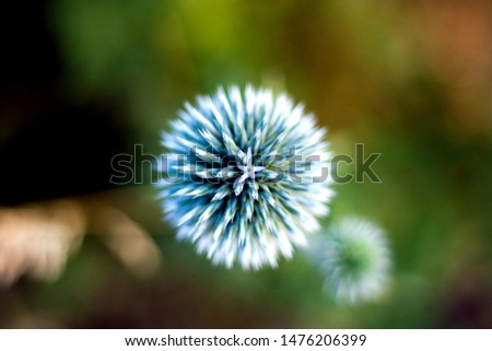 Shot of a round field flower with a lot depth of field