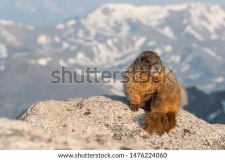 Yellow-bellied Marmot posing on a rock early in the morning. Mountains with some snow in the background. Colorado, USA.