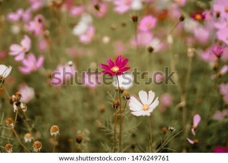 Summer Garden Background. colorful pink cosmos flowers blooming in the field on sunny day