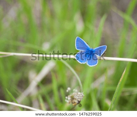 Butterfly on a flowery meadow, dragonfly. Summer
