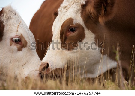 Closeup of two brown and white cows grazing on a meadow - Agriculture, farming concept.