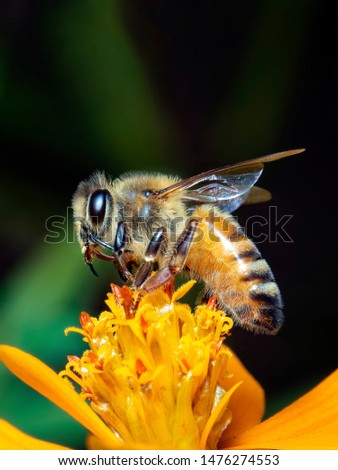Image of little bee or dwarf bee(Apis florea) on yellow flower collects nectar on a natural background. Insect. Animal.