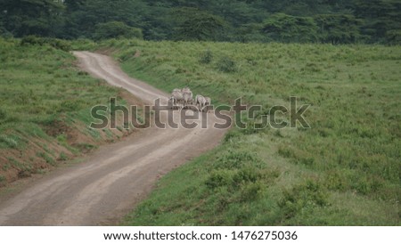 
Zebras in the Nakuru Lake National Park in Kenya
