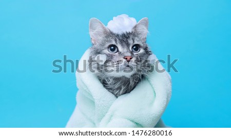 Funny wet gray tabby cute kitten after bath wrapped in green towel with big eyes. Just washed lovely fluffy cat with soap foam on his head on blue background. Royalty-Free Stock Photo #1476280016