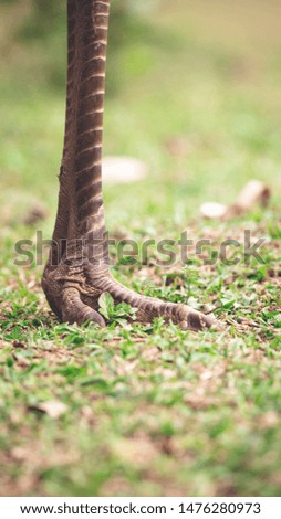 Ostrich in the Ibera Wetland