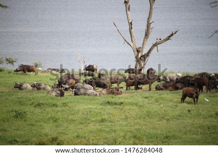 African buffalos in the Nakuru Lake national park in Kenya
