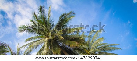 travel. Palm forest against the blue sky. life in the tropics. vacation in a warm country.