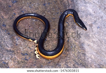 Yellow-bellied Sea Snake on rocks Royalty-Free Stock Photo #1476303815