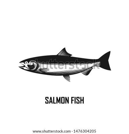 salmon fish logo and illustration for your projects