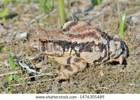 A close up of the toad (Bufo gargarizans) on grass.