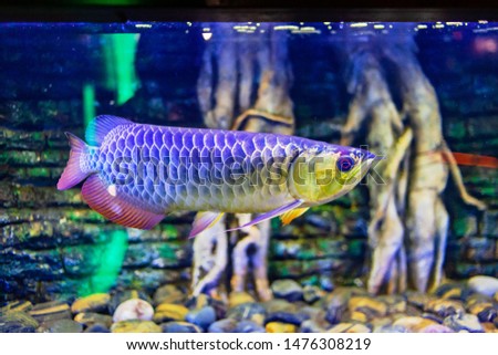 Blue Base Crossback Arowana Fish view in close up in an aquarium