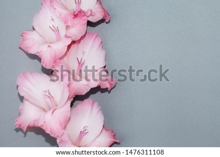 A branch of beautiful Gladiolus on a blue background. Closeup.